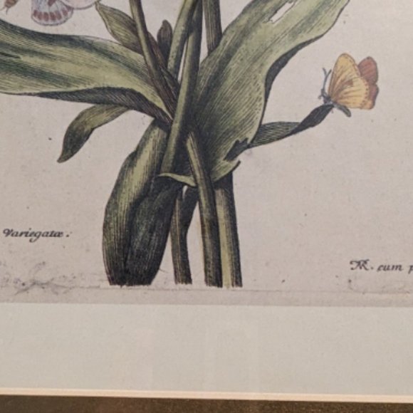 6"x9" 17th Century Nicolas Robert Original Print French Artist 1600s Antique - Picture 4 of 6